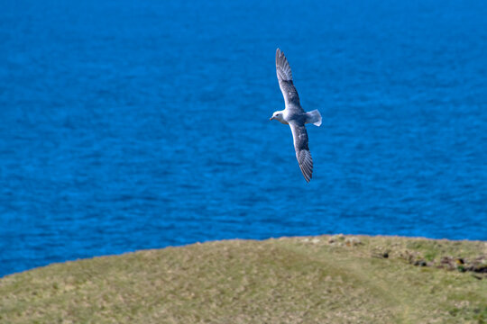 Pardela-branca (Fulmarus glacialis) | Northern fulmar