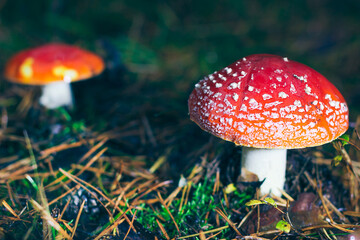 Mature Amanita Muscaria, Known as the Fly Agaric or Fly Amanita: Healing and Medicinal Mushroom with Red Cap Growing in Forest. Can Be Used for Micro Dosing, Spiritual Practices and Shaman Rituals