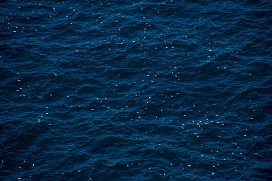 Aves pel&aacute;gicas (registro) | Pelagic birds