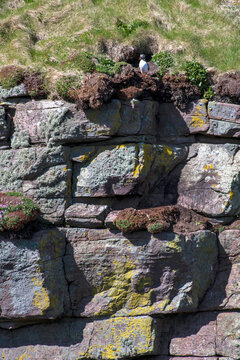 Fradinho (Fratercula arctica) | Atlantic puffin