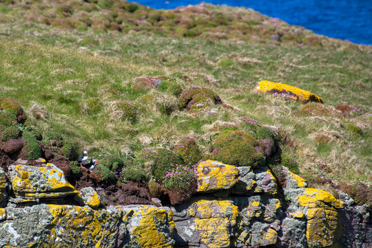 Fradinho (Fratercula arctica) | Atlantic puffin
