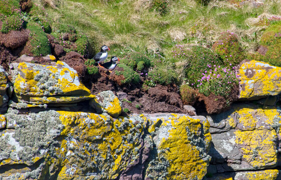 Fradinho (Fratercula arctica) | Atlantic puffin