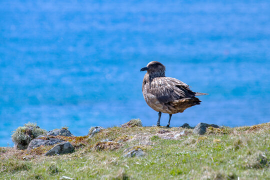 Mandri&atilde;o-grande (Stercorarius skua) | Great Skua