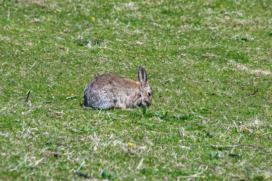 Coelho-europeu (Oryctolagus cuniculus) | European rabbit
