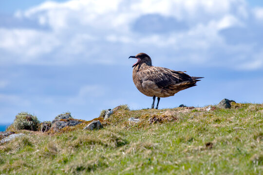 Mandri&atilde;o-grande (Stercorarius skua) | Great Skua