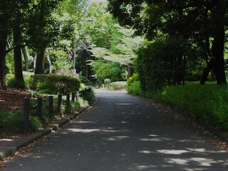 北の丸公園の散歩道