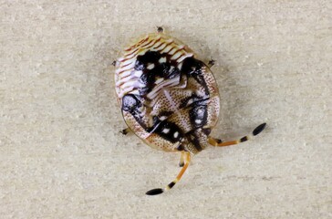 Close-up of Shield Bug nymph (Anischys luteovarius), South Australia