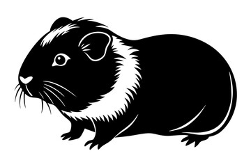 Guinea pig on the white background