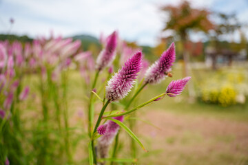 Fototapeta premium Close-up photo of pink foxtail cockscomb flowers in bloom