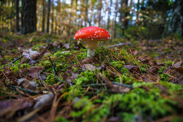 Amanita muscari. Toxic and hallucinogen beautiful red-headed mushroom Fly Agaric in grass on autumn forest background. source of the psycho-active drug Muscarine