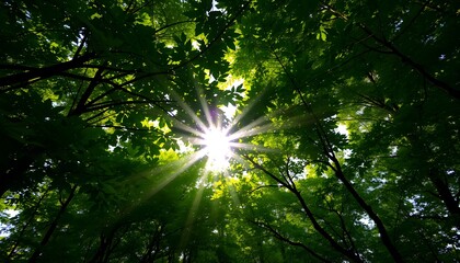 Obraz premium Lush green forest canopy with sun rays filtering through leaves created with generative AI