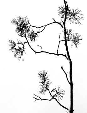 pine branch on a white background