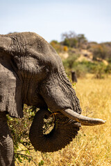Fototapeta premium Elefant im grünen