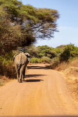 Elefant von hinten