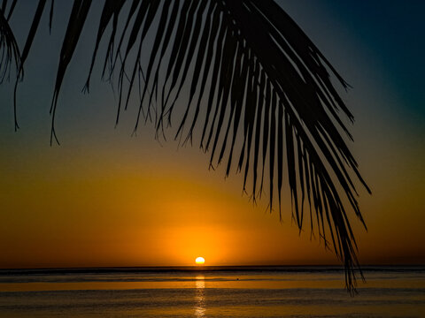 Palmenblatt beim Sonnenaufgang