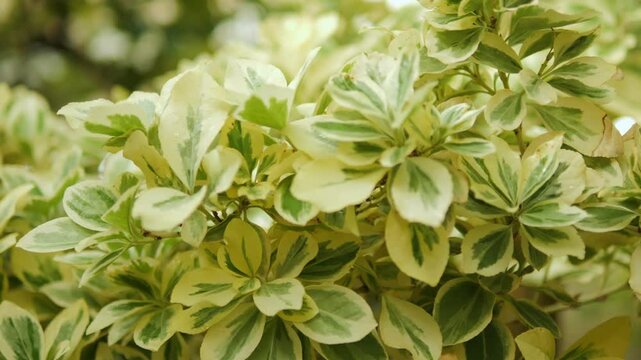 Experience the beauty of vibrant green leaves that every nature lover will adore