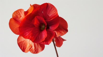 A Single Red Flower with Delicate Petals Against a White Background