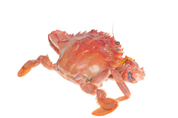 Isolated in the white background crabs