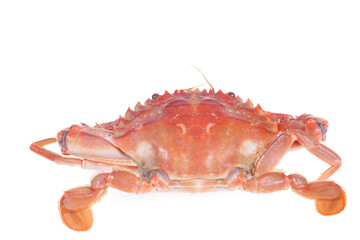 Isolated in the white background crabs