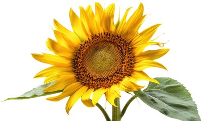 Fototapeta premium A Single Sunflower with Bright Yellow Petals and a Brown Center
