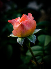single pink rose bud