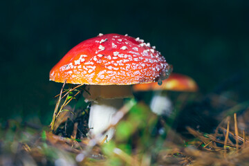 Mature Amanita Muscaria, Known as the Fly Agaric or Fly Amanita: Healing and Medicinal Mushroom with Red Cap Growing in Forest. Can Be Used for Micro Dosing, Spiritual Practices and Shaman Rituals