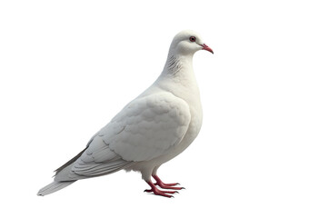 Fototapeta premium white dove