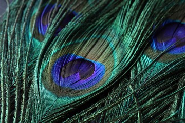 Obraz premium Beautiful bright peacock feathers as background, closeup