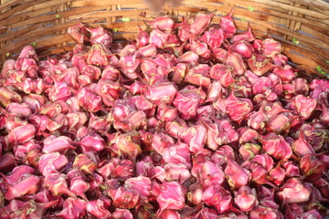 Water Chestnut Trapa natans fruit on shop
