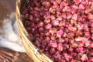 Water Chestnut Trapa natans fruit on shop