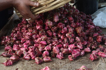 Water Chestnut Trapa natans fruit on shop