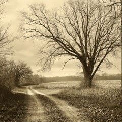 Fototapeta premium The tree is half green half dry on a white background. Drought, water shortage concept 