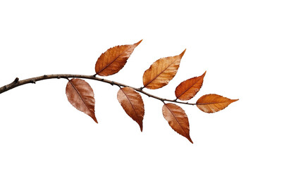 Naklejka premium Autumn leaves