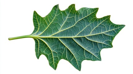 Naklejka premium A Single Green Leaf with Visible Veins and a Stem