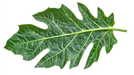 Obraz premium Single Green Leaf with Prominent Veins Isolated on White Background