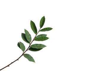 Obraz premium Green leaves and branch