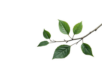 Fototapeta premium Green leaves and branch