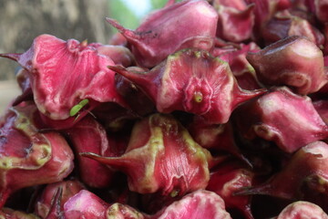 Water Chestnut Trapa natans fruit on shop