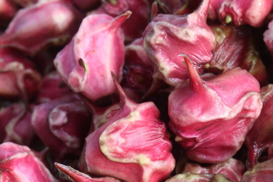 Water Chestnut Trapa natans fruit on shop