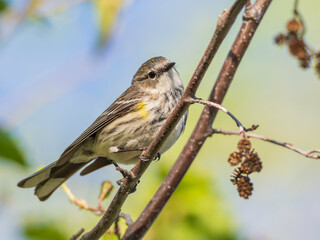 Myrtle Yellow-rumped Warbler in Fairbanks, Alaska