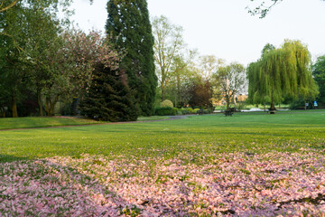 May in a Park in the UK 