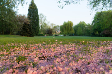 Obraz premium May in a Park in the UK 