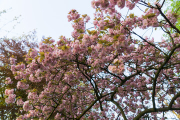 Obraz premium pink cherry blossom