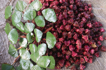 Water Chestnut tree with fruit on farm