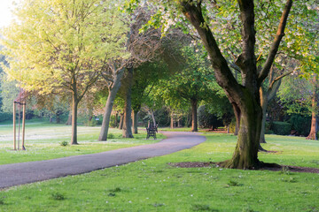 Obraz premium trees in the park
