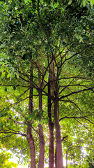 Several tall trees with dense green foliage bask in sunlight, with rays of light filtering through the leaves. The vibrant greenery and multiple trunks create a natural canopy.