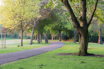 trees in the park