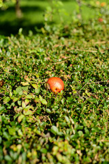 Manzanas posada en arbusto caída de arbol en una huerta