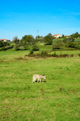 Fototapeta premium Grupo de burros en pradera verde de Asturias