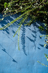 Sombra de arbusto en muro azul de jardín